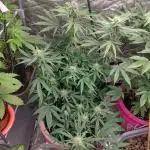 Purple lemonade reborn