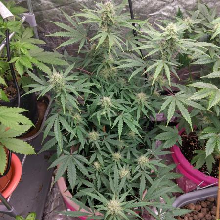 Purple lemonade reborn