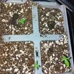 UGORG, Livers/ Blues❄️☃️🎄