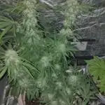 Purple lemonade reborn