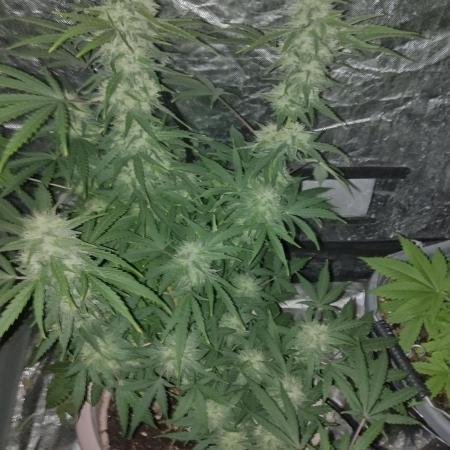 Purple lemonade reborn