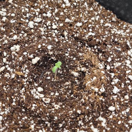 Keanman's 1st real grow