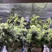 MK-Ultra Kush & Biscotti Mintz