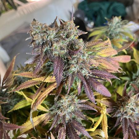 White Diesel #2 & #3 from clones