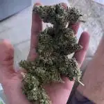 3rd Grow / Newby