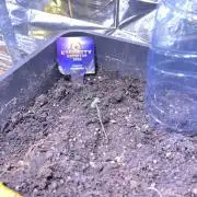 Sticky Broccoli Auto - Eternity Grow Cup