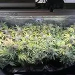 White Diesel #2 & #3 from clones