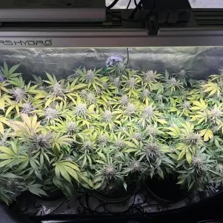 White Diesel #2 & #3 from clones