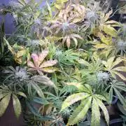 Auto Black Opium - Divine Seeds Contest