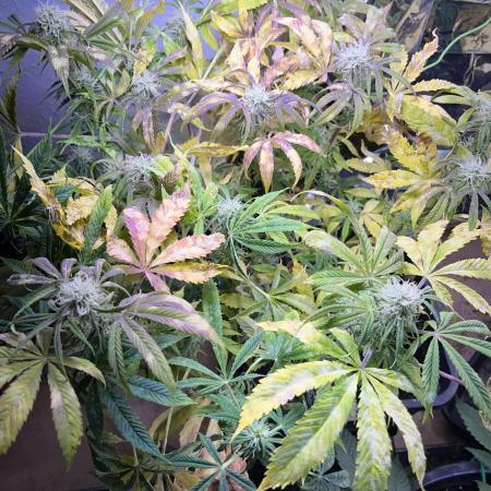 Auto Black Opium - Divine Seeds Contest