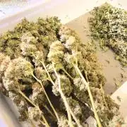 MK-Ultra Kush & Biscotti Mintz