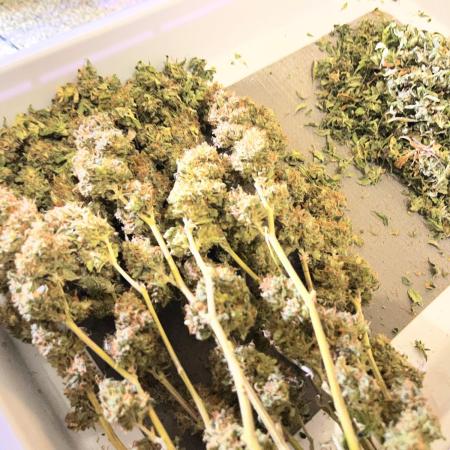 MK-Ultra Kush & Biscotti Mintz