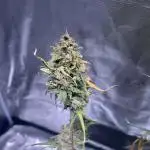3rd Grow / Newby