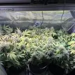 White Diesel #2 & #3 from clones