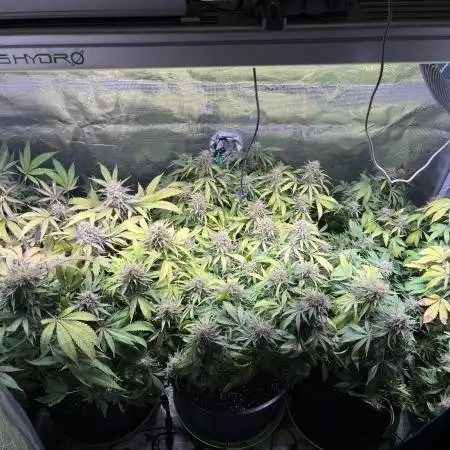 White Diesel #2 & #3 from clones