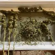 MK-Ultra Kush & Biscotti Mintz