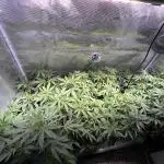 White Diesel #2 & #3 from clones
