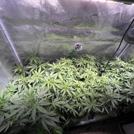 White Diesel #2 & #3 from clones