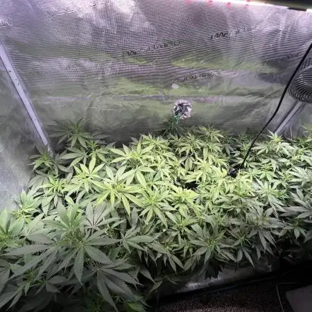 White Diesel #2 & #3 from clones