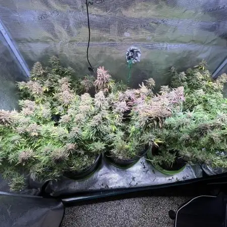 White Diesel #2 & #3 from clones
