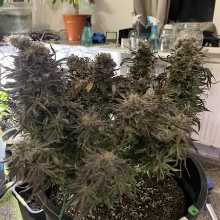 Ayahuasca Purple