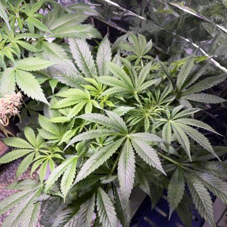 Auto Black Opium - Divine Seeds Contest