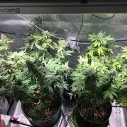 MK-Ultra Kush & Biscotti Mintz
