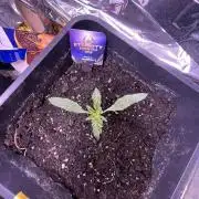 Sticky Broccoli Auto - Eternity Grow Cup