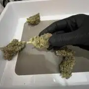 Ayahuasca Purple