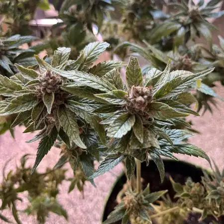 3rd Grow / Newby