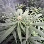 White Diesel #2 & #3 from clones