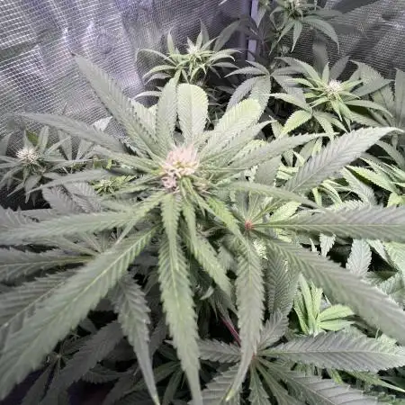 White Diesel #2 & #3 from clones