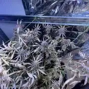 Auto Black Opium - Divine Seeds Contest