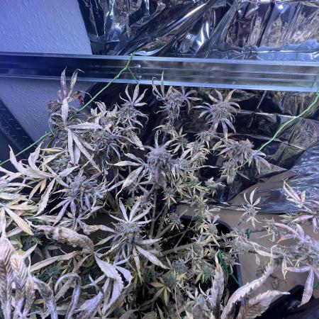 Auto Black Opium - Divine Seeds Contest