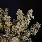 Alien OG - Clone from last year