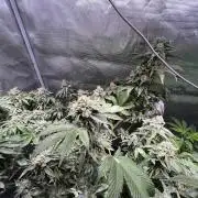 Alien OG - Clone from last year