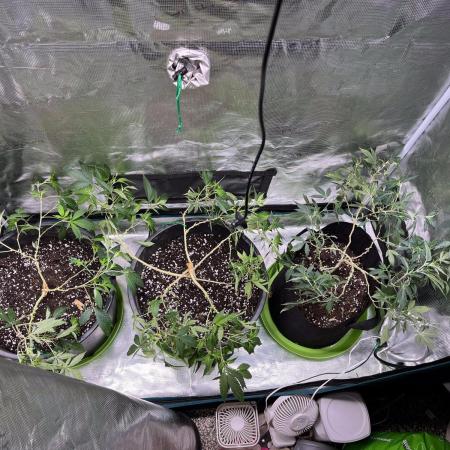 White Diesel #2 & #3 from clones