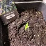 Auto Black Opium - Divine Seeds Contest
