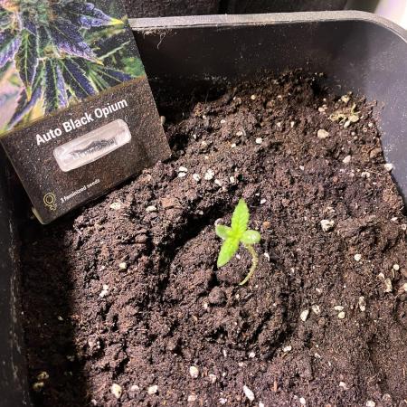 Auto Black Opium - Divine Seeds Contest
