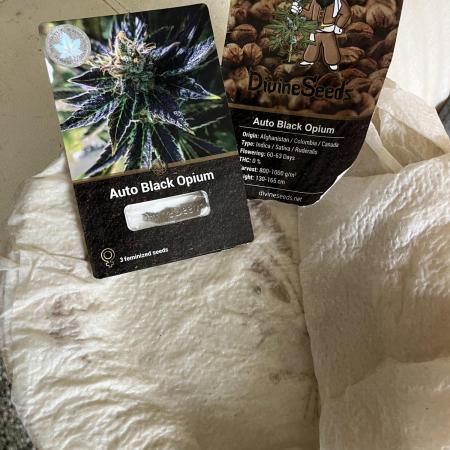 Auto Black Opium - Divine Seeds Contest