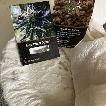 Auto Black Opium - Divine Seeds Contest