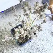 Auto Black Opium - Divine Seeds Contest