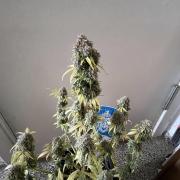 Sticky Broccoli Auto - Eternity Grow Cup