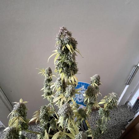 Sticky Broccoli Auto - Eternity Grow Cup