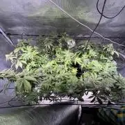 Alien OG - Clone from last year