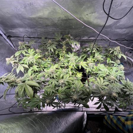 Alien OG - Clone from last year