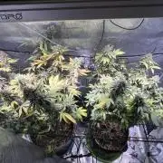 MK-Ultra Kush & Biscotti Mintz