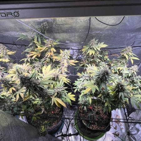 MK-Ultra Kush & Biscotti Mintz