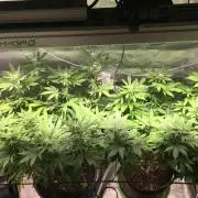 MK-Ultra Kush & Biscotti Mintz