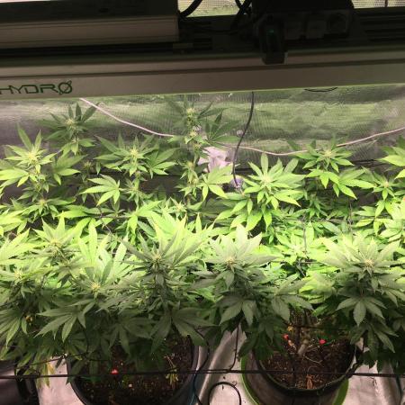 MK-Ultra Kush & Biscotti Mintz